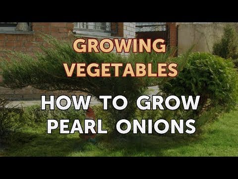 When to Pick Hungarian Hot Wax Peppers