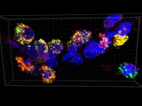 8 Year-Old Human donor D036 8 Year-Old Human donor D036