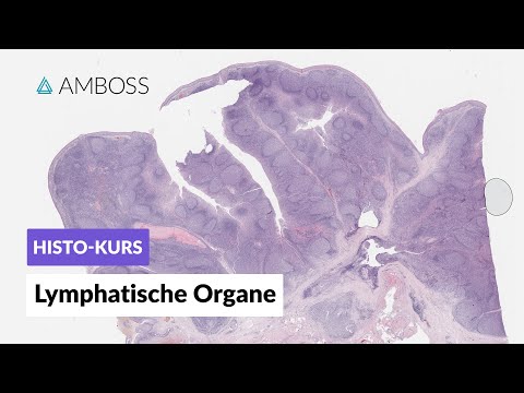 Histology of Lymphatic Organs (Lymph Nodes, Spleen, Tonsils, GALT, Thymus) - AMBOSS Video