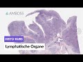 Histology Of Lymphatic Organs Lymph Nodes Spleen Tonsils GALT Thymus AMBOSS Video