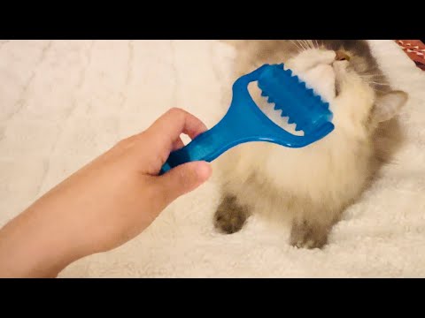 ASMR Cat Brushing 🐱(purring, lapping milk, brushing, massage roller)