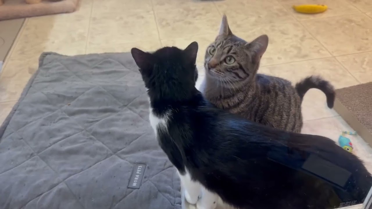 Enlarge PAUL, a ADOPTABLE Domestic Short Hair in Sequim, WA video 6/6