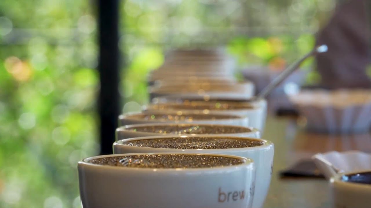 Exclusivo café panameño "Geisha" conquista el mercado chino