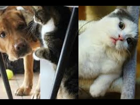 funny animals faces | cats and dogs 2 | cats litter | cats lifespan | cats song