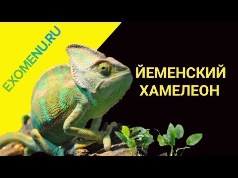 Йеменский хамелеон.