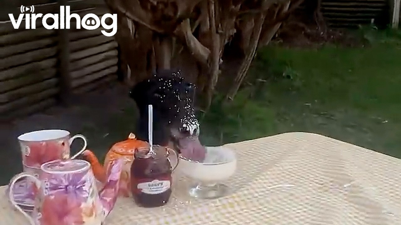 Sneaky Cream Thief Caught in the Act || ViralHog
