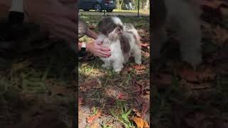 Video preview image #1 Shih Tzu Puppy For Sale in Weston, FL, USA