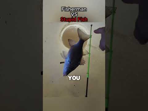 Fisherman VS Stupid Fish