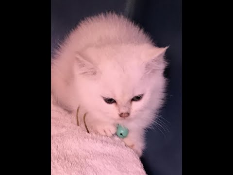 Bringing Home New British Shorthair kitten Our First Cat 10 weeks old