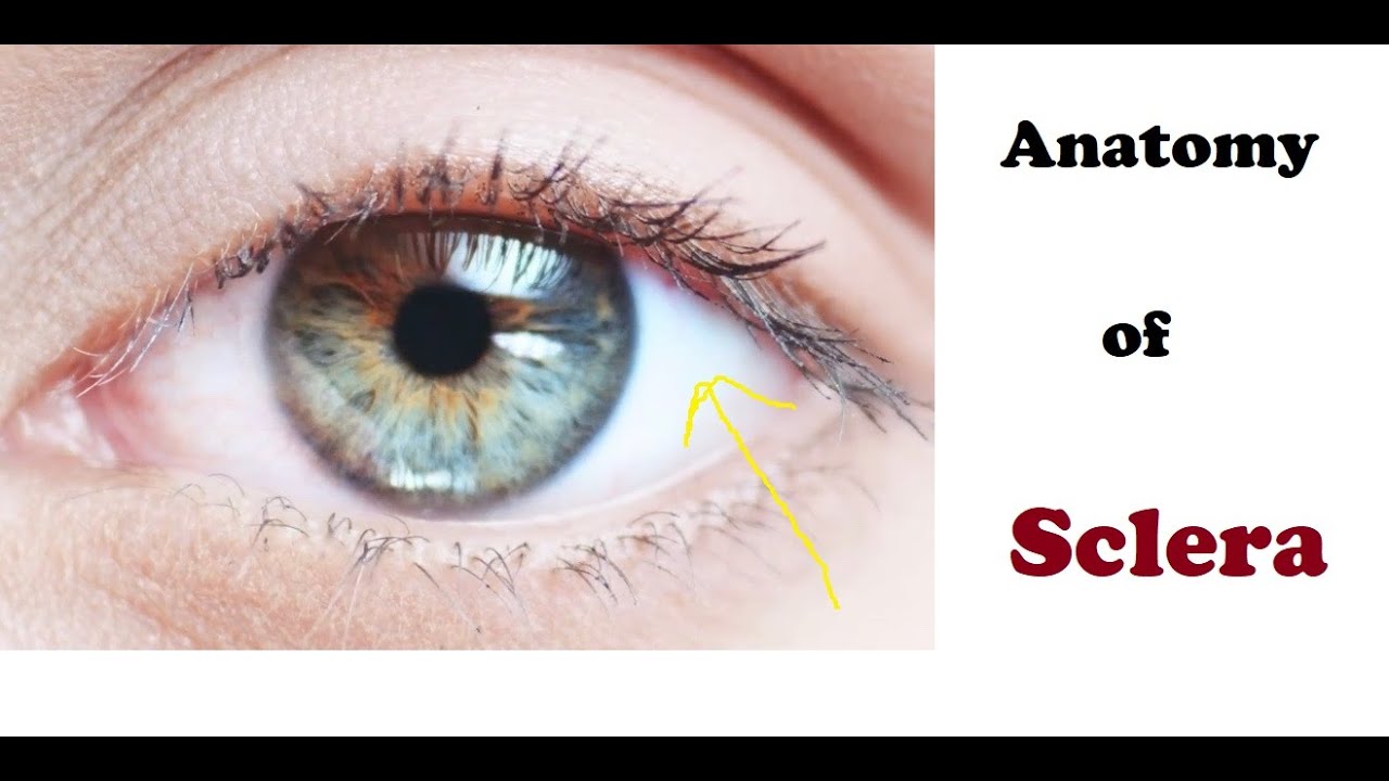 Anatomy of Sclera - YouTube