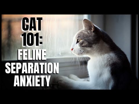 Cat 101: Feline Separation Anxiety
