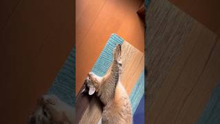 躍動感のあるポーズ #shorts
