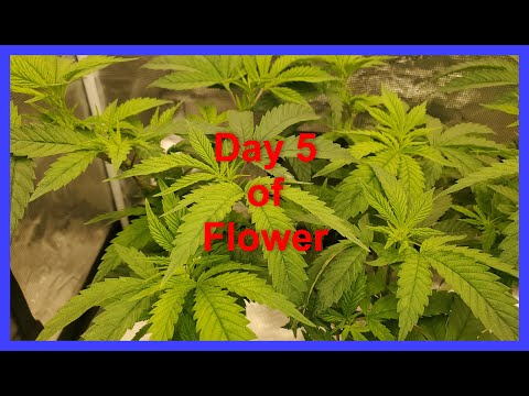 Makin Seeds under the Mars Hydro Smart Grow System Light - Day 5 of Flower