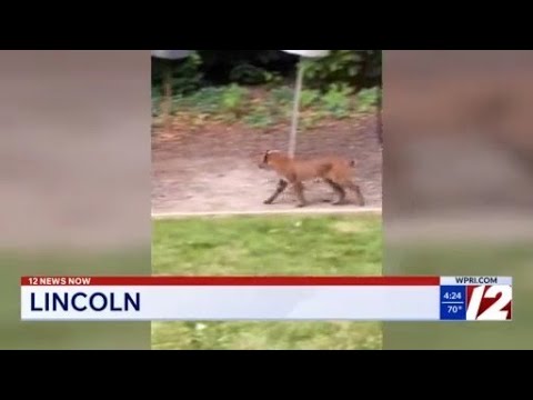 Lincoln Bobcat Incident