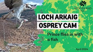Welcome back Prince! Visiting male osprey returns - Loch Arkaig Osprey Cam