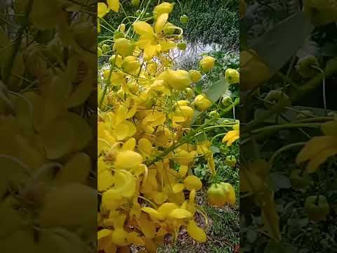 #shots #treanding #nature #flowers #foryou #lovesong #suraiya cooking.