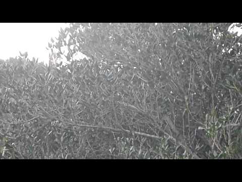 What is this Bird? Crofton Downs