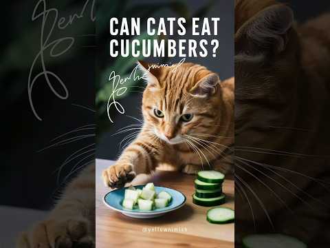 can cats eat cucumbers #cats #cat #kitten @FeedingStreetCats
