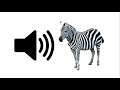 Zebra Sound Effect ProSounds