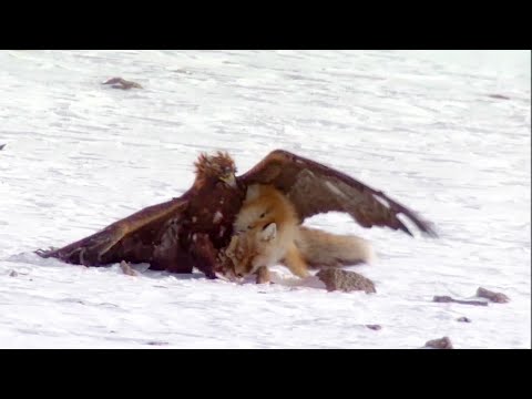 Best of Asian animals | Top 5 | BBC Earth