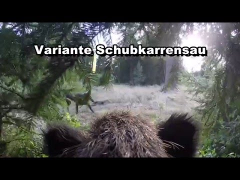 Schweißhundeprüfung/Vorprüfung beim Verein Hirschmann e. V. - deutsch