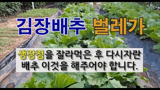 김장 배추 벌레가 생장점을 잘라 먹은 후 다시 자란 배추 이것을 해주어야 합니다. #김장배추 가꾸기 #벌레 …