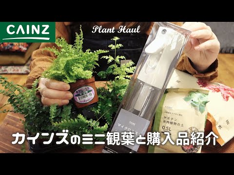 園芸 シダの葉のコマクサ