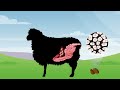 Liver Fluke animation