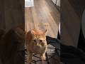 🐈💨 Jesus is coming 🎥: cheeeto.the.cat (IG) #voiceover #cat #gingercat #zoomies #shorts