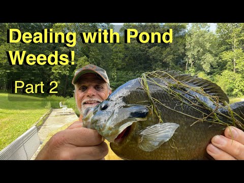 Getting rid of pond weeds....how we do it, part two.