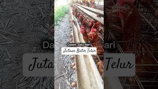 Download lagu Telur, Ayam & Jam Gadang‼️ mp3 Download lagu Telur, Ayam & Jam Gadang‼️ mp3