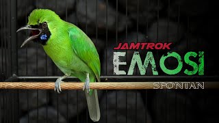 Download lagu 🔴JAMTROK EMOSI SPONTAN‼️CUCAK IJO GACOR JAMBUL DAN NGENTROK mp3 Download lagu 🔴JAMTROK EMOSI SPONTAN‼️CUCAK IJO GACOR JAMBUL DAN NGENTROK mp3