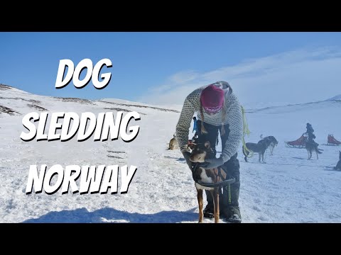 I Went Dog Sledding In Norway (4K UHD)