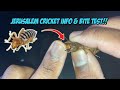 Jerusalem Cricket Info & Bite Test!!