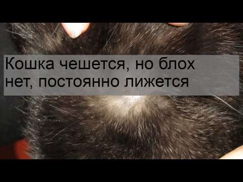 Кошка чешется, но блох нет, постоянно лижется