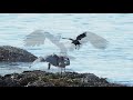 Heron Eats Eel HD 1080p