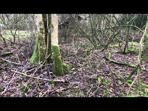 Jim the Goshawk. Slow motion hen pheasant pursuit