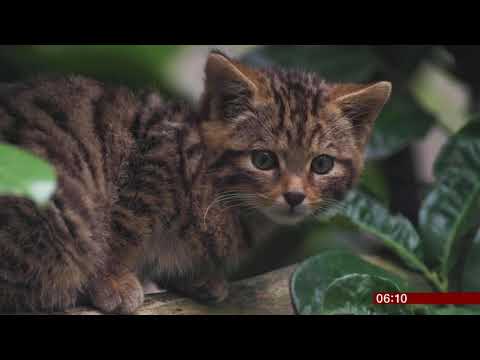 Highland Tiger (Scottish wild cat) (UK) (updated) - ITV News - 8th December 20188