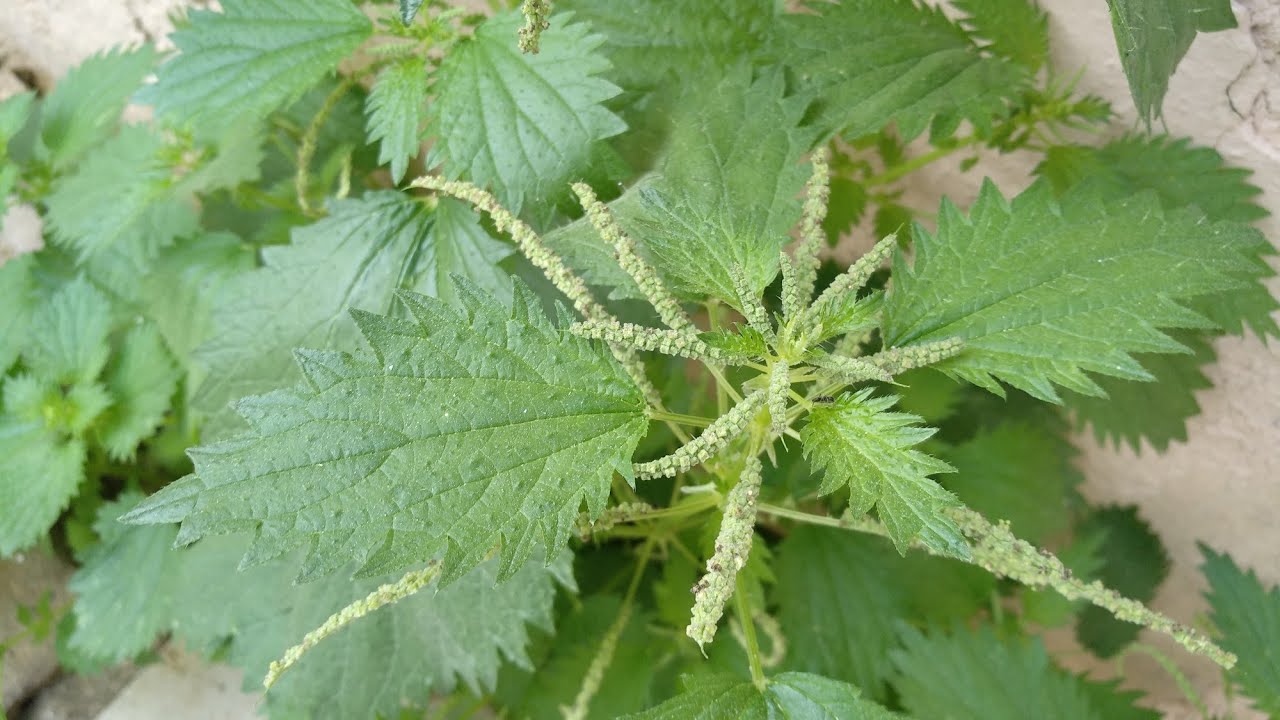 ÉSTA es la ORTIGA VERDADERA, dudas RESUELTAS.