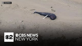 Dead humpback whale washes ashore in Sandy Hook, N.J.