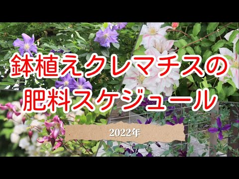 ゴールドクレマチス 植物