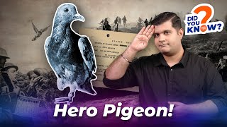 A Pigeon Who Saved The American Soldiers During World War 1