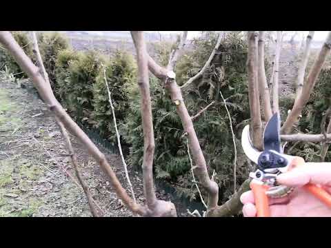 jak ciąć młode drzewka owocowe - śliwka węgierka