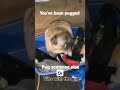 You've been pugged #pug #shorts