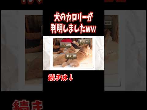 【速報】ついに犬のカロリーが判明しましたｗｗｗ