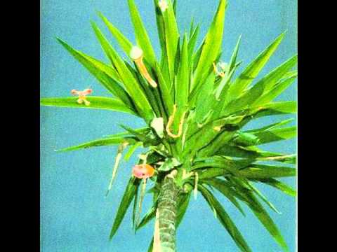 download lagu mp3 mp4 Alpha Tauris, download lagu Alpha Tauris gratis, unduh video klip Alpha Tauris