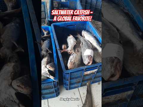 Saltwater Catfish Secrets – Did You Know THIS?