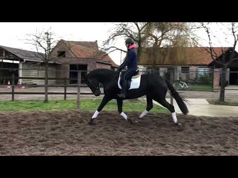 2017 gelding Fürstenball