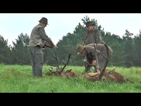 2 Hirsche liegen am 1. Jagdtag auf der Strecke - Jagd zur Hirschbrunft in Polen / Pommern