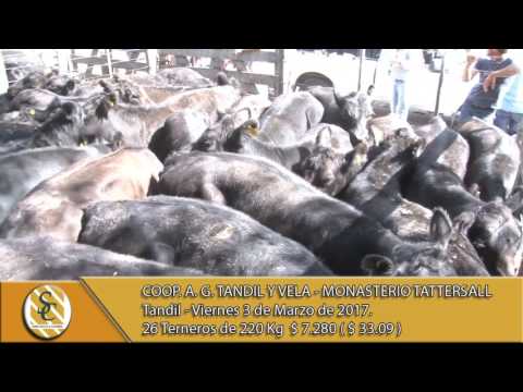 03-03-17 Venta de Machos - Coop. A. G. Tandil y Vela - Monasterio Tattersall - Tandil.